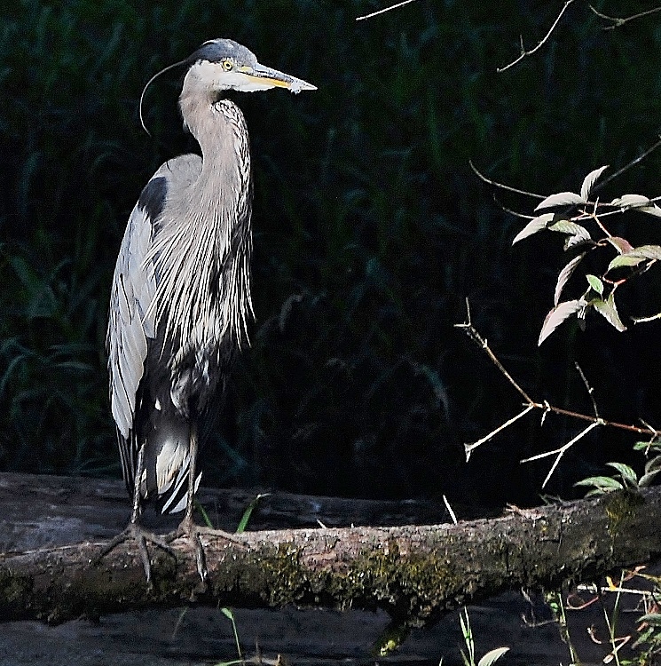 heron